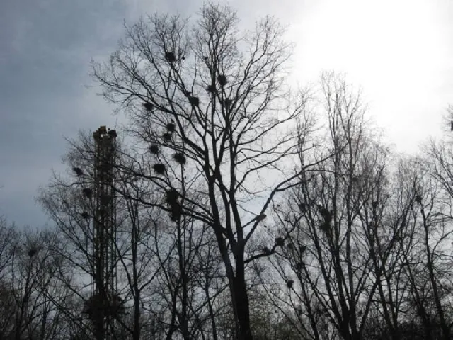 З приходом весни загострилася одвічна проблема івано-франківського міського парку (Фоторепортаж) — фото 4