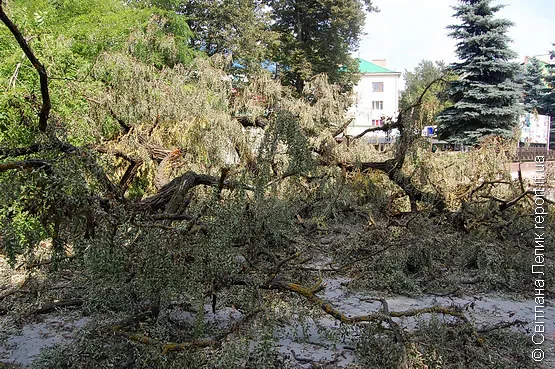 У сквері на Привокзальній з вихідних лежить зламане дерево (Фото) — фото 2