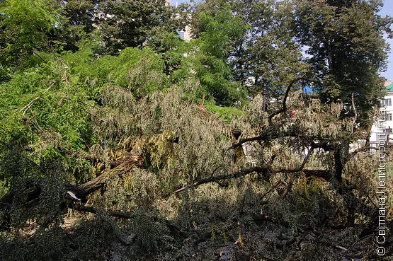 У сквері на Привокзальній з вихідних лежить зламане дерево (Фото) — фото 3