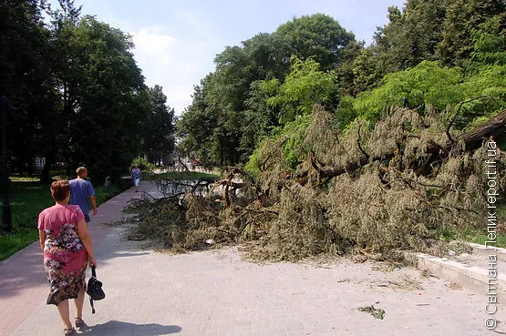 У сквері на Привокзальній з вихідних лежить зламане дерево (Фото) — фото 4