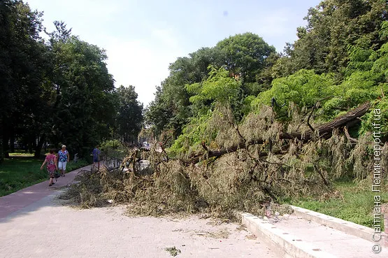 У сквері на Привокзальній з вихідних лежить зламане дерево (Фото) — фото 5