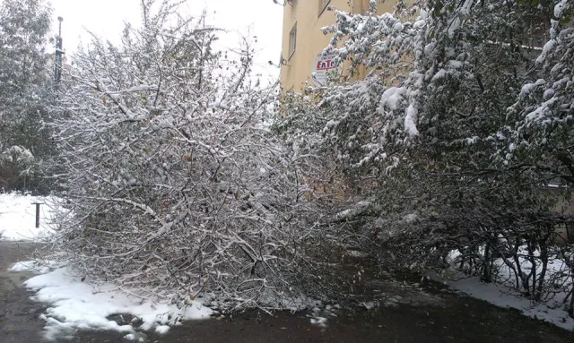 Негода повалила в місті дерева (Фото) — фото 1