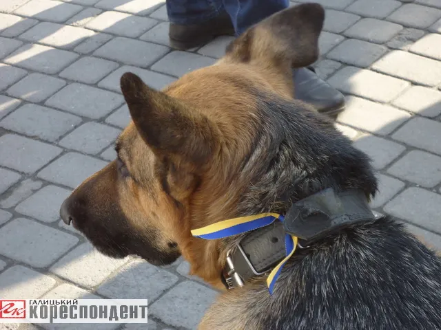 В Івано-Франківську переселенці з Донецької та Луганської областей, протестували проти «виборів» на сході (Фоторепортаж) — фото 9