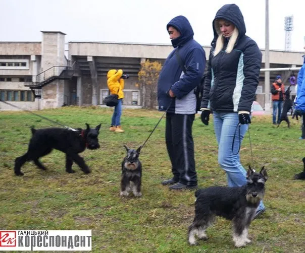 Вчора пройшла міська виставка собак усіх порід «Кубок Станіславова-2013» (Фото) — фото 2