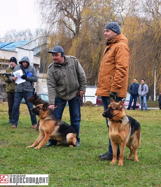 Вчора пройшла міська виставка собак усіх порід «Кубок Станіславова-2013» (Фото) — фото 3