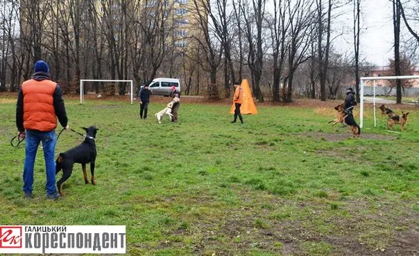 Вчора пройшла міська виставка собак усіх порід «Кубок Станіславова-2013» (Фото) — фото 5