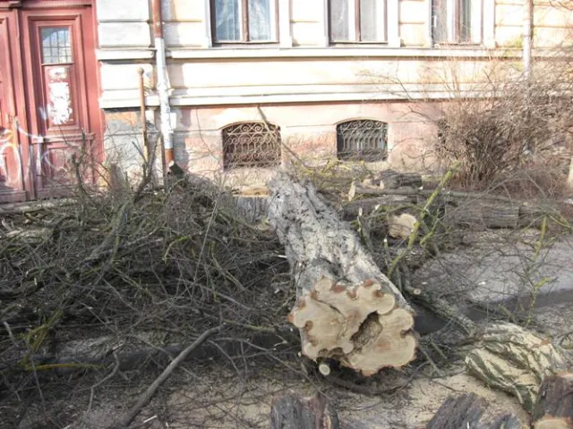 Вулицю Шевченка очищують від дерев (Фото) — фото 2