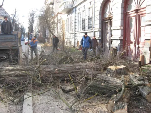 Вулицю Шевченка очищують від дерев (Фото) — фото 3