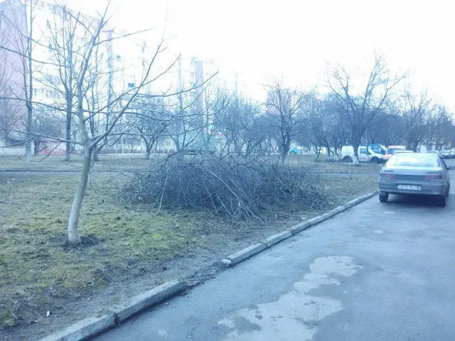 У Франківську «еко-терористи» вирубують дерева (фото) — фото 1