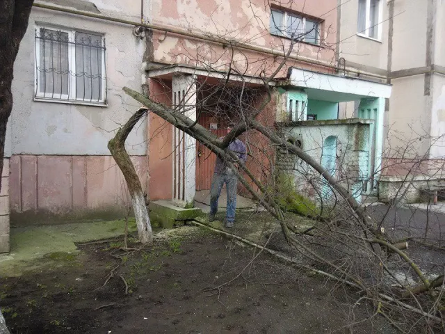 У Франківську «еко-терористи» вирубують дерева (фото) — фото 2