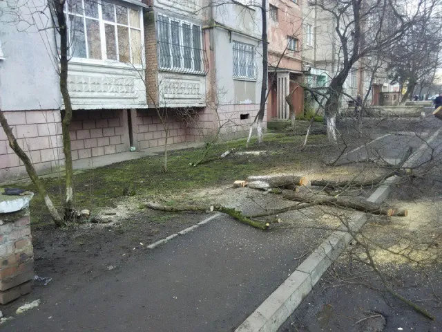 У Франківську «еко-терористи» вирубують дерева (фото) — фото 3