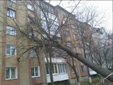 У Франківську древо пошкодило житловий будинок (фото) — фото 2
