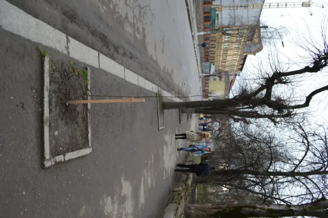 На вулицях міста висаджують нові дерева (фото) — фото 3