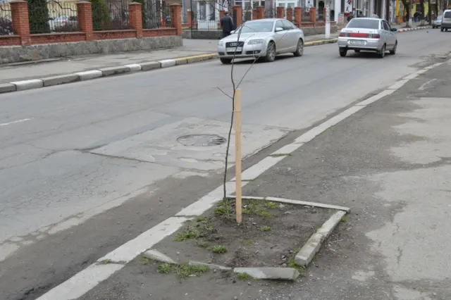 На вулицях міста висаджують нові дерева (фото) — фото 4