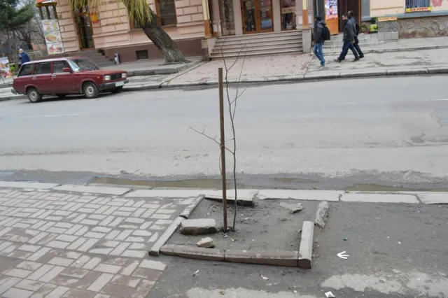 На вулицях міста висаджують нові дерева (фото) — фото 5