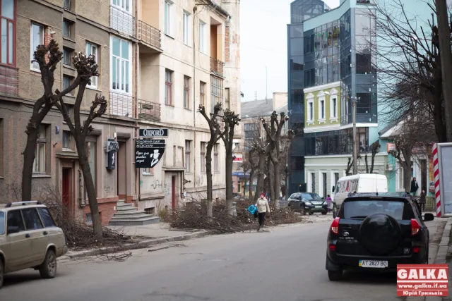 У Івано-Франківську продовжують чистити дерева (фото) — фото 3