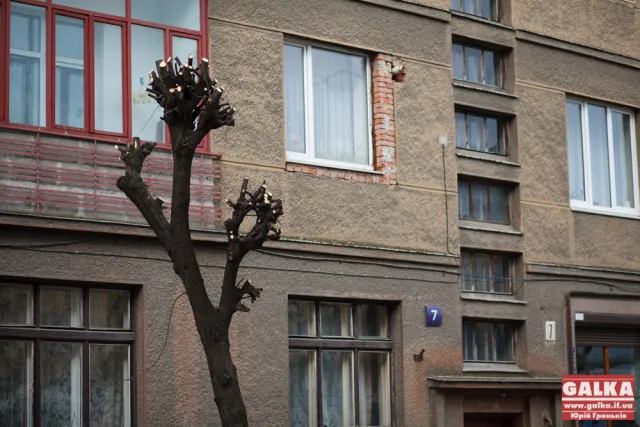 У Івано-Франківську продовжують чистити дерева (фото) — фото 5