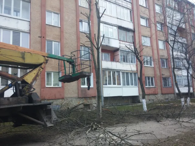 У Франківську по вул. Національної Гвардії зрізають сухі дерева (фото) — фото 1