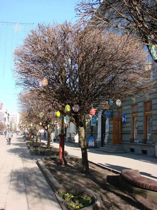 На стометрівці клени «зацвіли» різнобарвними писанками (фоторепортаж) — фото 1