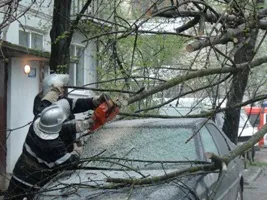 У Франківську вітер повалив дерева (фото+відео) — фото 1