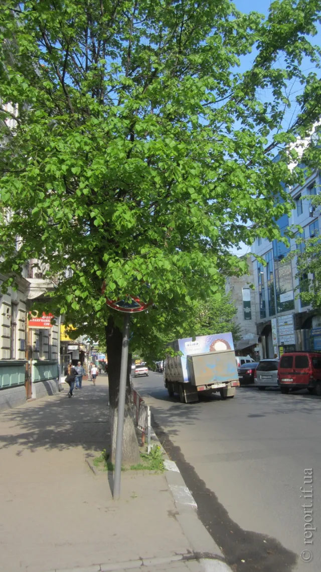 У Франківську через листя дерев не видно дорожніх знаків (фото) — фото 1