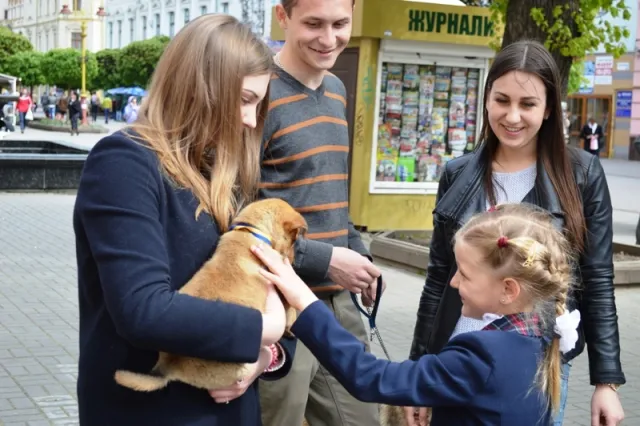 В центрі Івано-Франківська бездомні собаки шукали собі нових господарів (фото) — фото 1