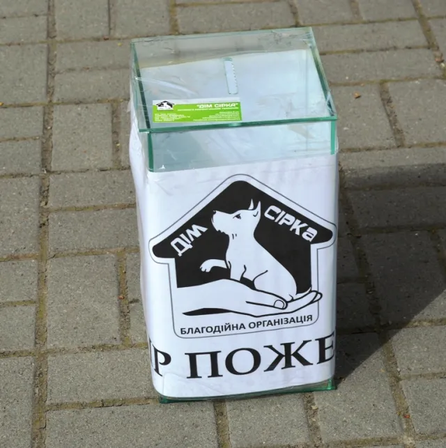 В центрі Івано-Франківська бездомні собаки шукали собі нових господарів (фото) — фото 2