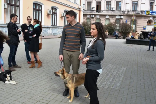В центрі Івано-Франківська бездомні собаки шукали собі нових господарів (фото) — фото 3