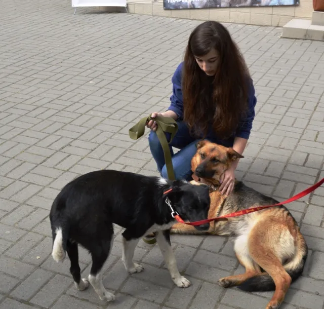 В центрі Івано-Франківська бездомні собаки шукали собі нових господарів (фото) — фото 5