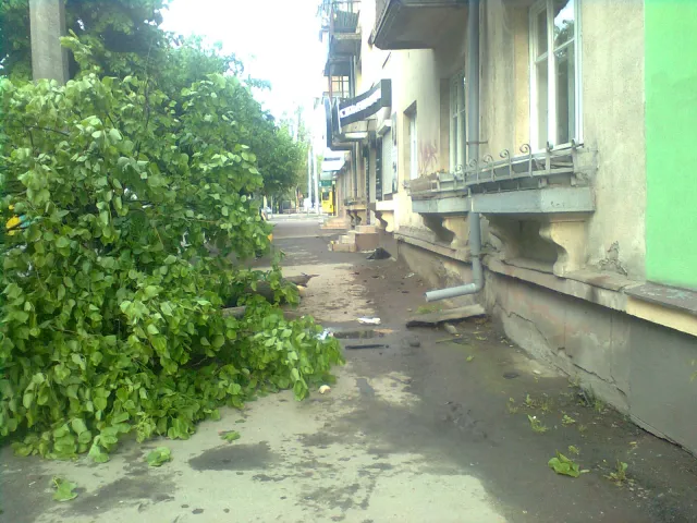 У Франківську машина збила дерево (фото) — фото 5