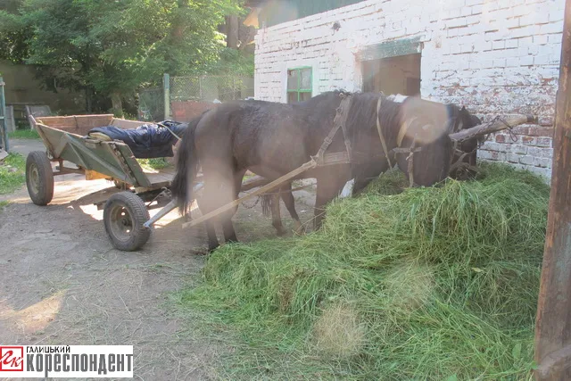 Жителі міста скаржаться на нелюдські умови утримання коней та овець у міському парку (фото) — фото 3