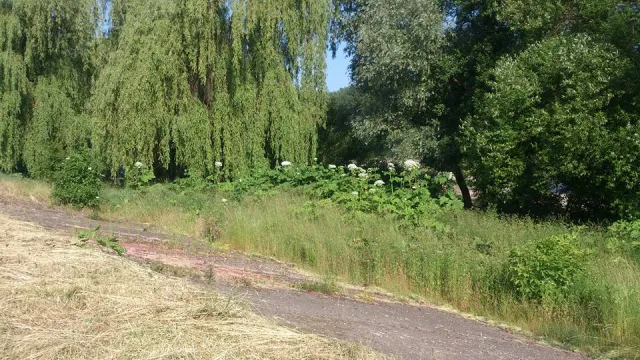 Жителі міста скаржаться на великі зарослі борщівника (фото) — фото 4