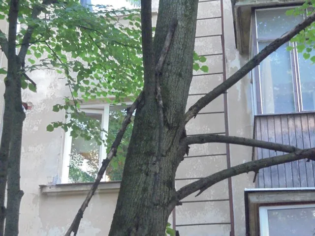 Франківці скаржаться на падаючі дерева та переповнені сміттям контейнери (фото) — фото 2
