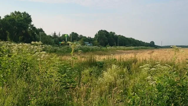 Франківець закликає гнати чиновників в шию за розведені "джунглі" борщівника (фото) — фото 1