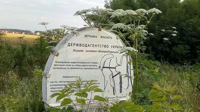 Франківець закликає гнати чиновників в шию за розведені "джунглі" борщівника (фото) — фото 3