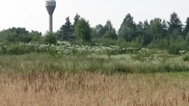 Франківець закликає гнати чиновників в шию за розведені "джунглі" борщівника (фото) — фото 5