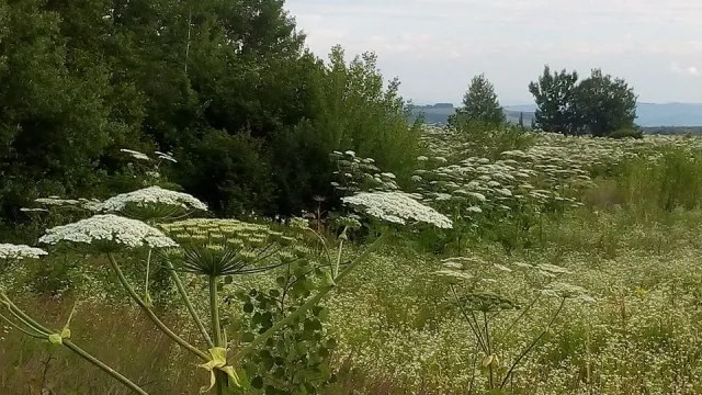 Франківець закликає гнати чиновників в шию за розведені "джунглі" борщівника (фото) — фото 7