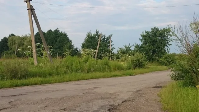 Франківець закликає гнати чиновників в шию за розведені "джунглі" борщівника (фото) — фото 9