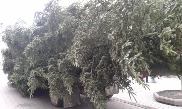 На Вічевому майдані почали встановлювати ялинку (фото) — фото 7