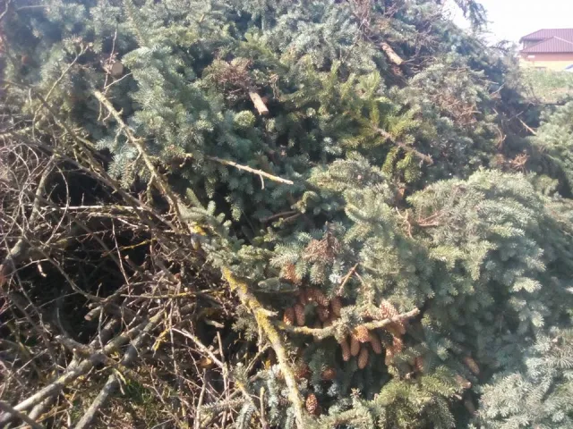 В Франковске неизвестные варварски срезали голубые елки — фото 2