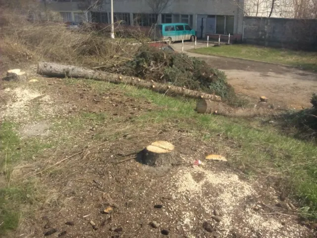В Франковске неизвестные варварски срезали голубые елки — фото 4