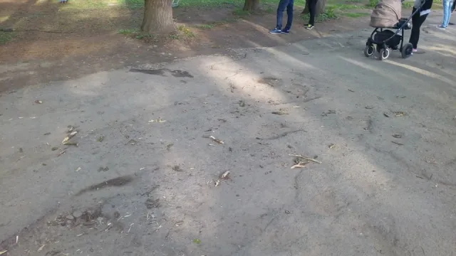 Служебная халатность: в парке Шевченко на голову женщине упала ветка с дерева, женщина в больнице — фото 2