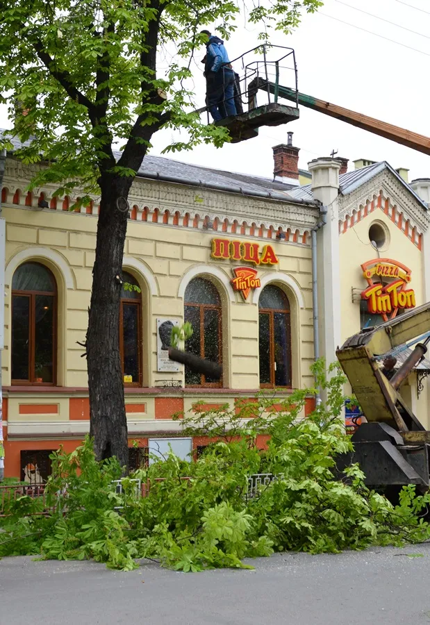 Мешканці міста обурені зрізанням каштанів у центрі Франківська — фото 2