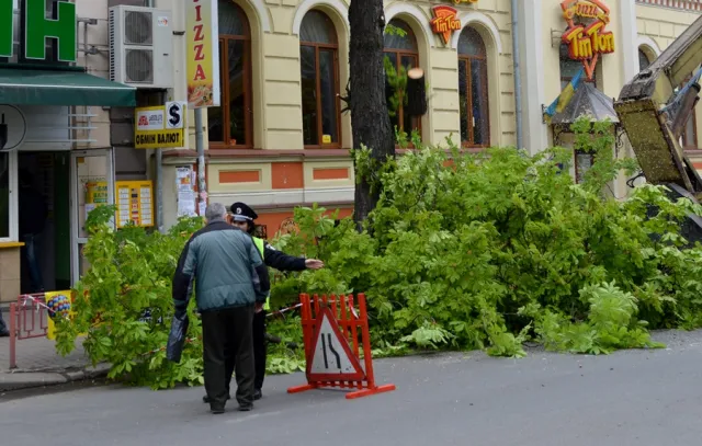 Мешканці міста обурені зрізанням каштанів у центрі Франківська — фото 16