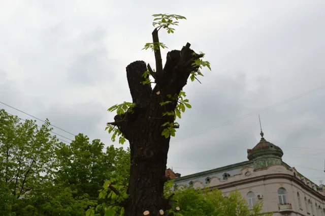Мешканці міста обурені зрізанням каштанів у центрі Франківська — фото 7
