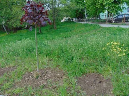 Накануне Пасхи неизвестные похитили из аллеи Небесной сотни в Долине около 15 декоративных кустов — фото 1