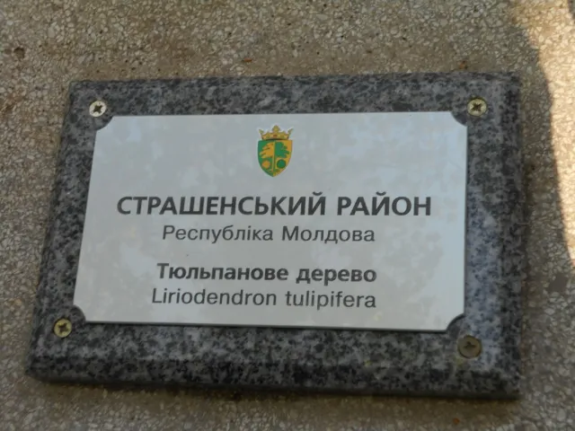 В Івано-Франківську висадили тюльпанове дерево — фото 1