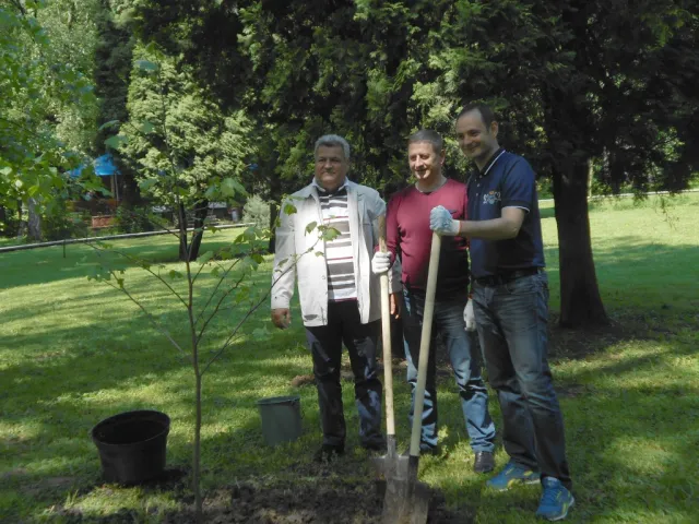 В Івано-Франківську висадили тюльпанове дерево — фото 2