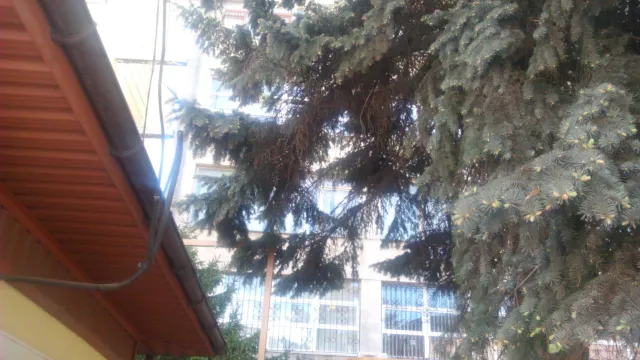 У кафе-клуба в центре Франковская срезали ветви с голубых елок — фото 3