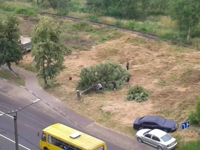 Мешканці вулиці Петлюри намагаються з'ясувати, хто зрізує дерева на їхній вулиці — фото 1